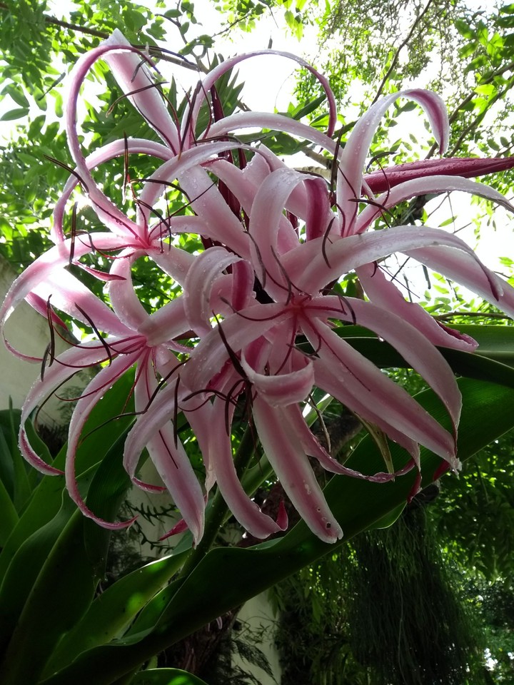 Flor