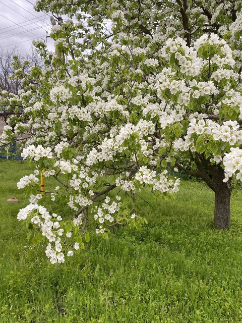 spring