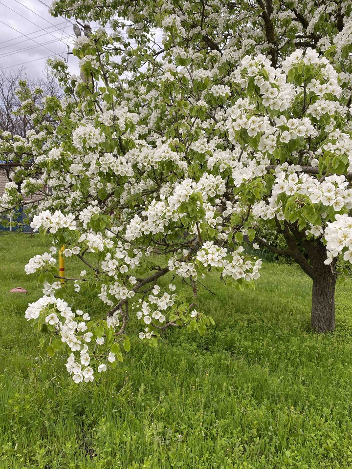 spring