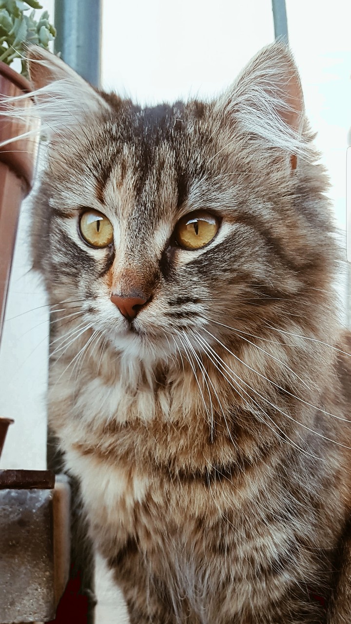 Little lion