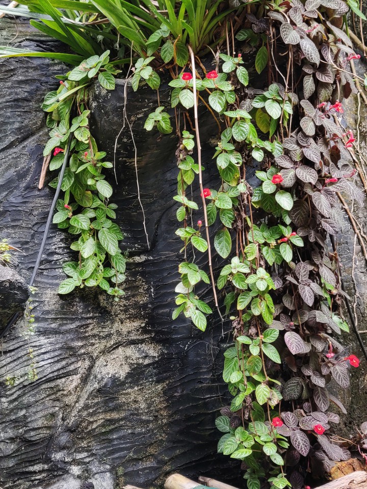 Dangling Flowers