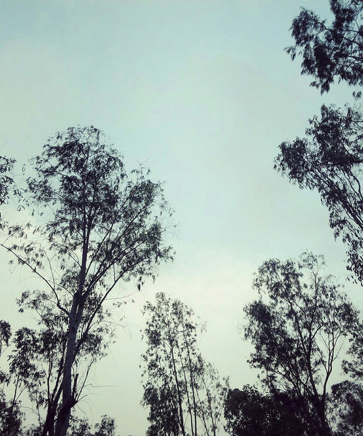 evening sky