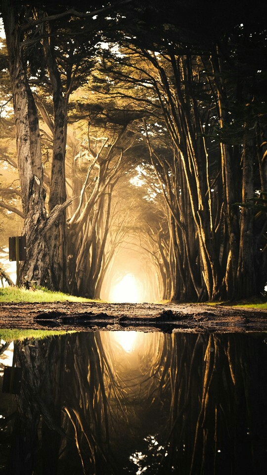 forest 