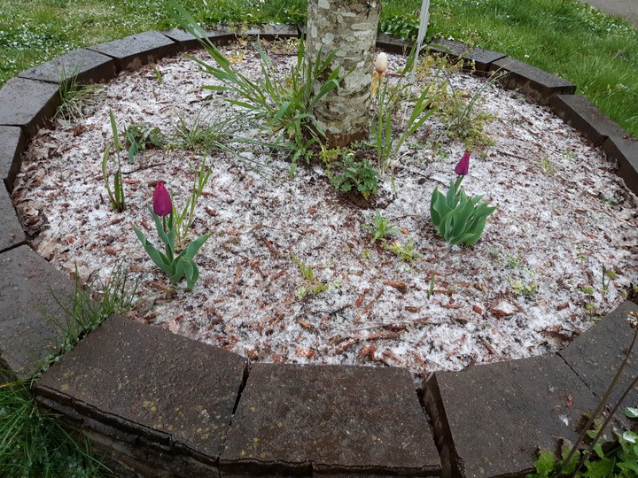 Tulips