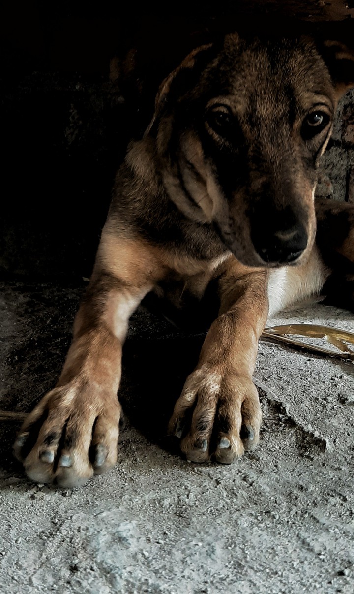 dog