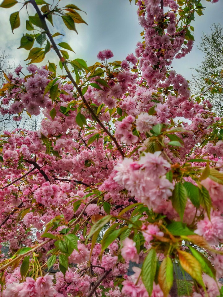 Sakura tree