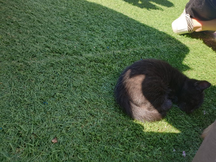 kitty!!