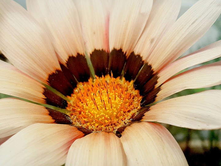 pollen
