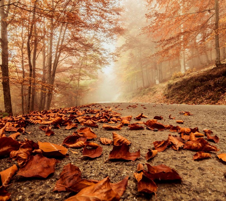 autum. . .