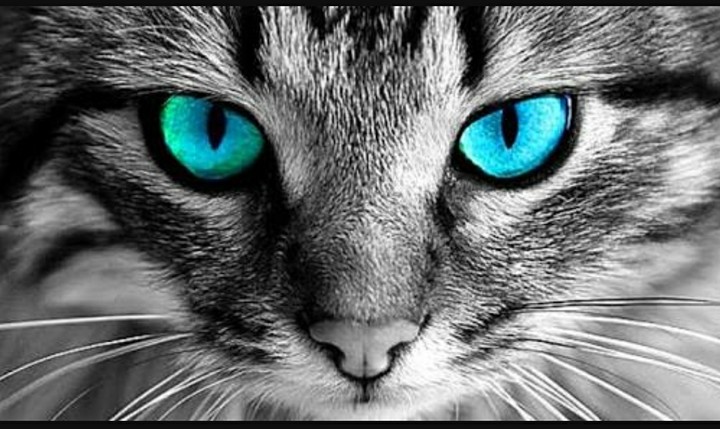 blue eyes hypothes