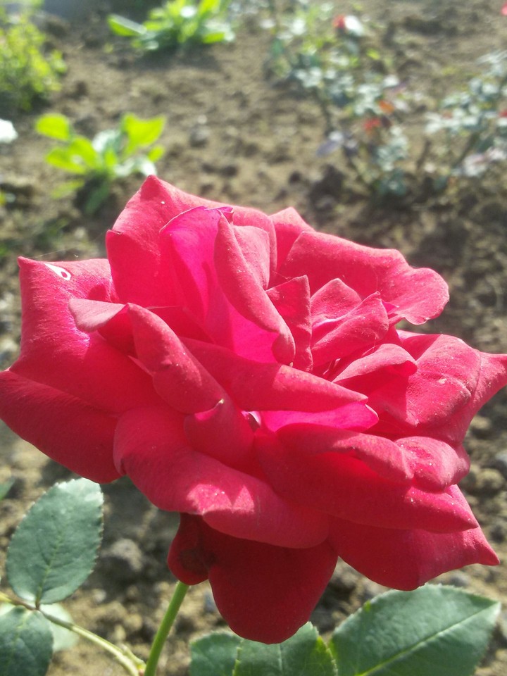 rose