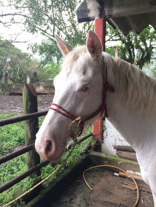 horse