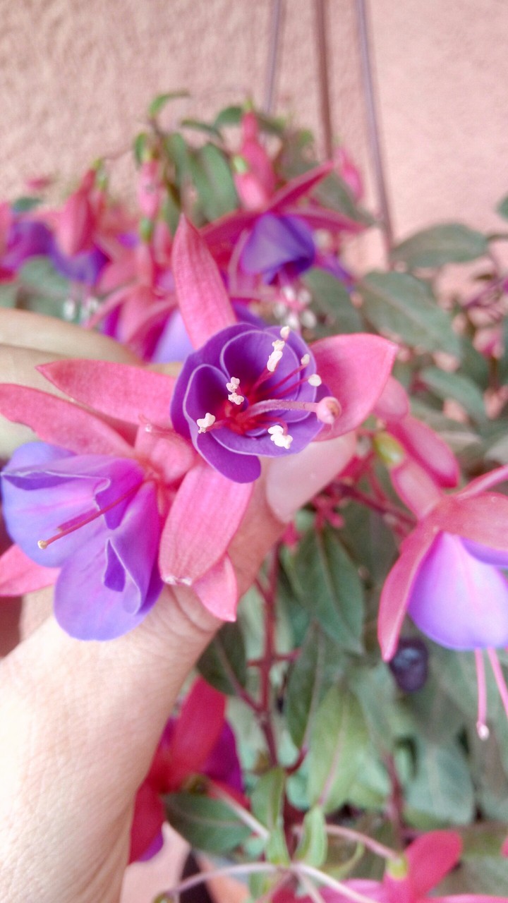 flowers