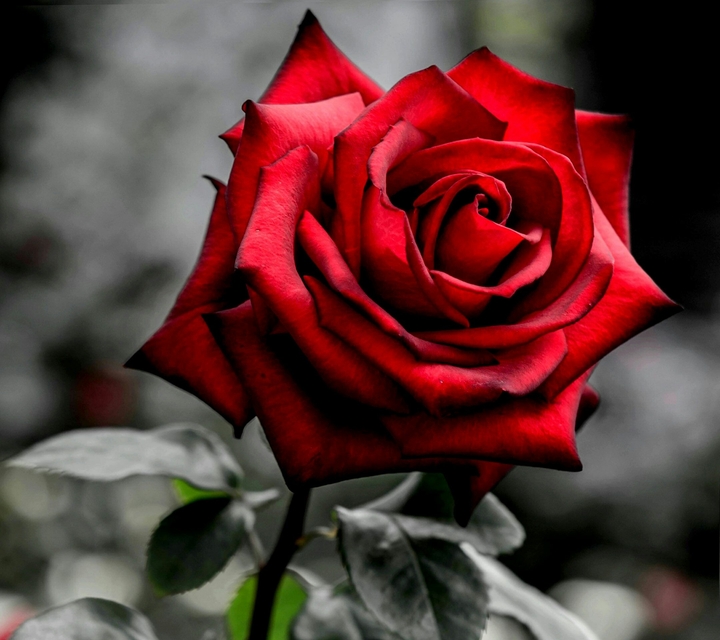 flower very nice