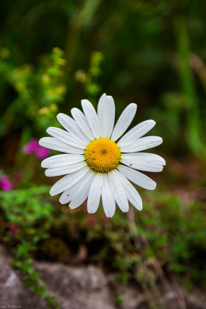 A Flower