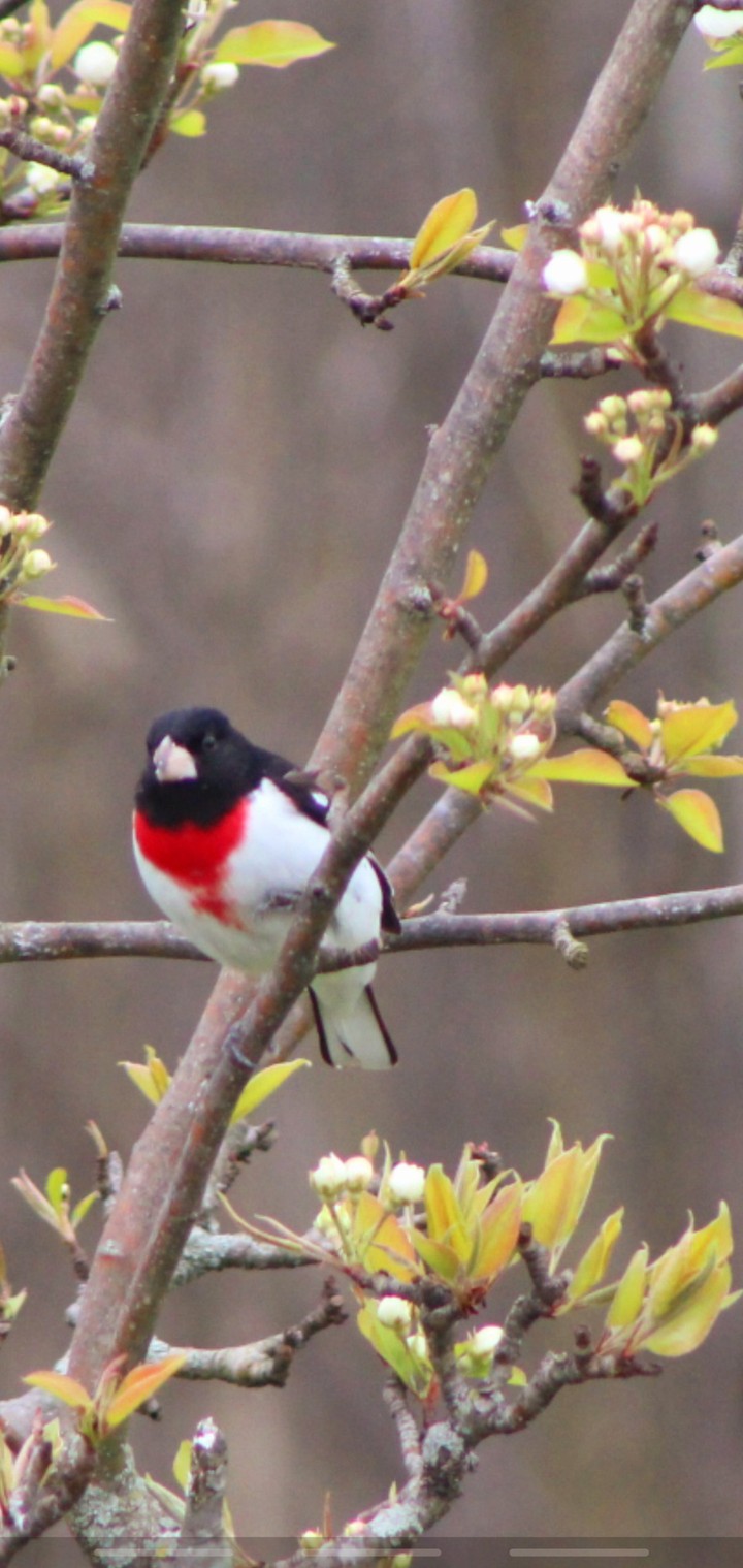 Rose breasted Grosbeak