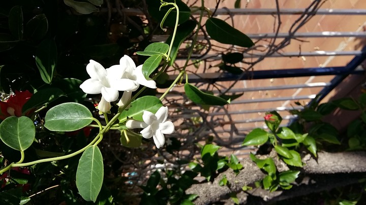 White Flowers