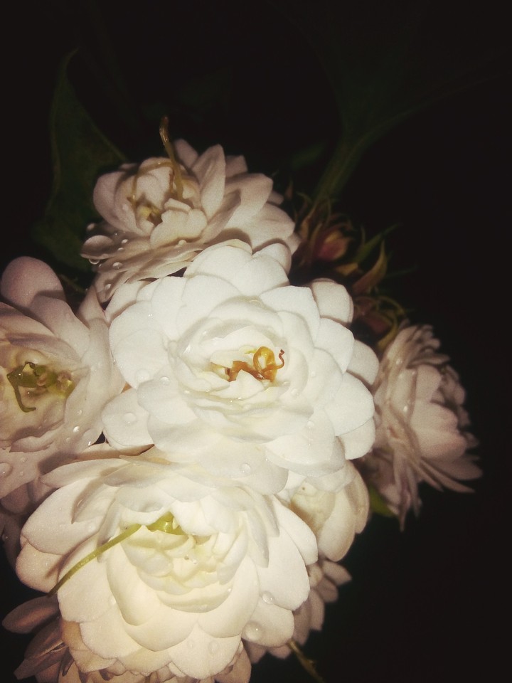 Wet Flowers In A Rain Water