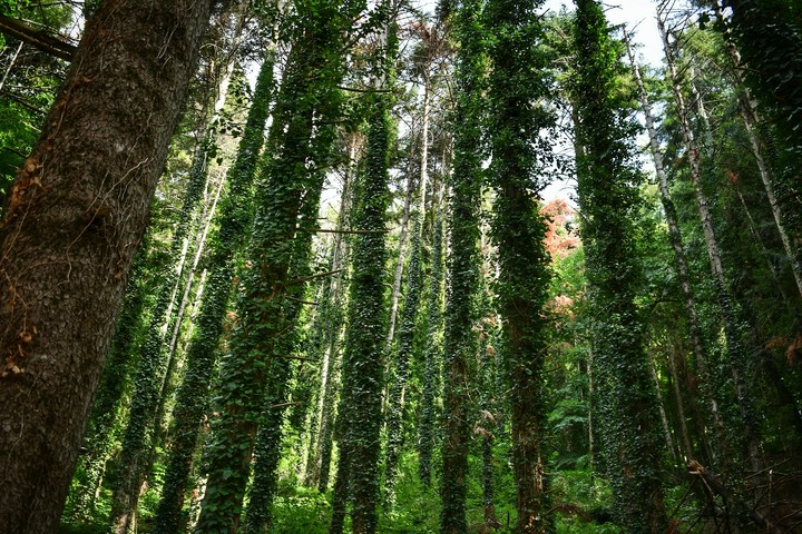 Il bosco