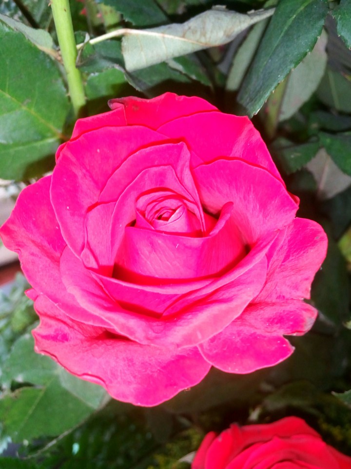 mi rosa roja