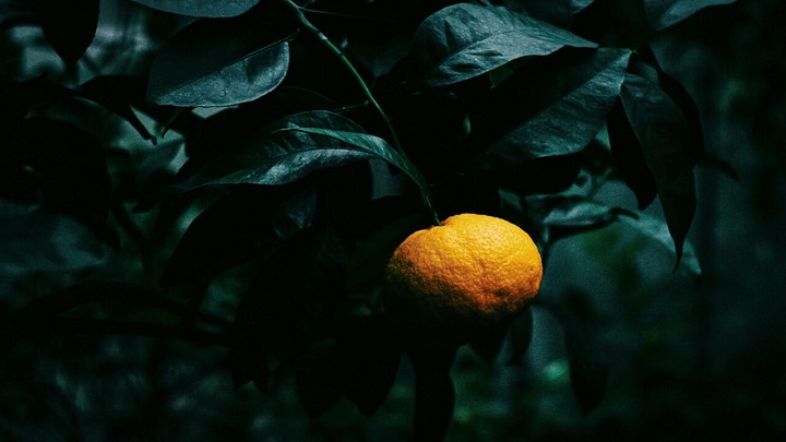 fruit