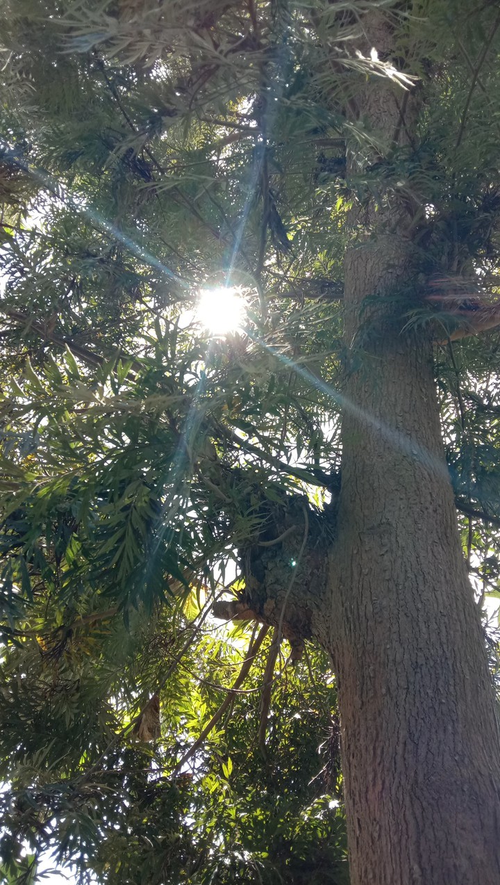 Sun rays from the canopy of tree
