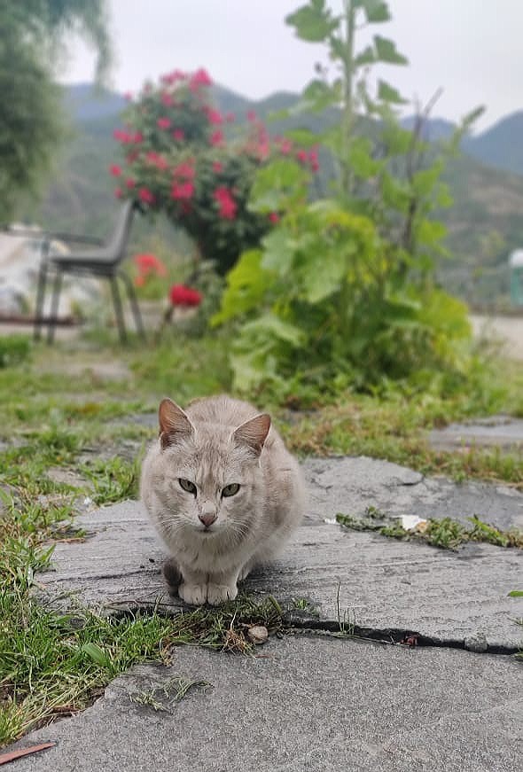 cat