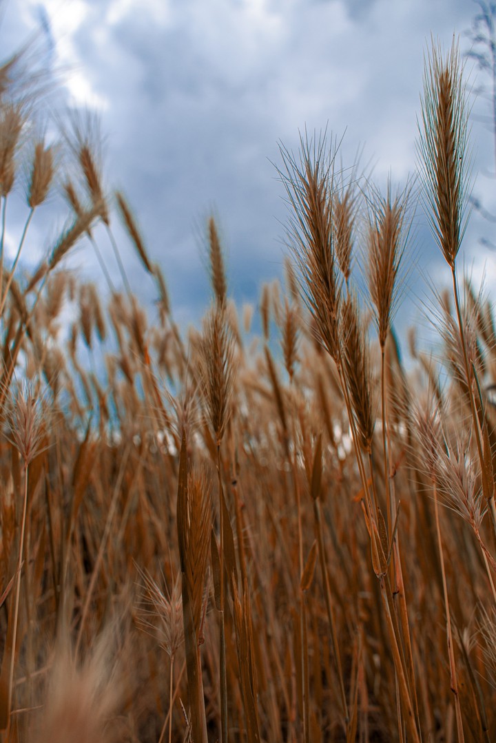 golden nature