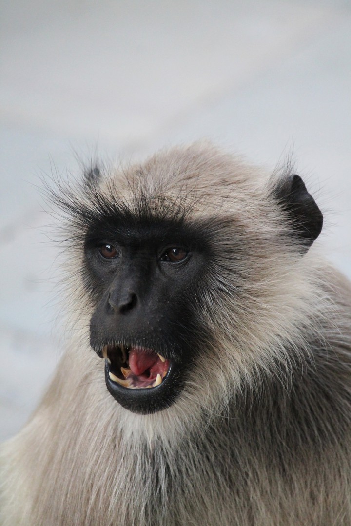 Monkey