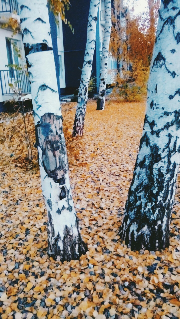 natur