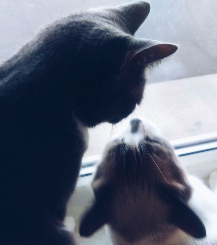 Cats