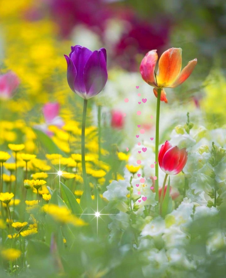 in the meadow...
