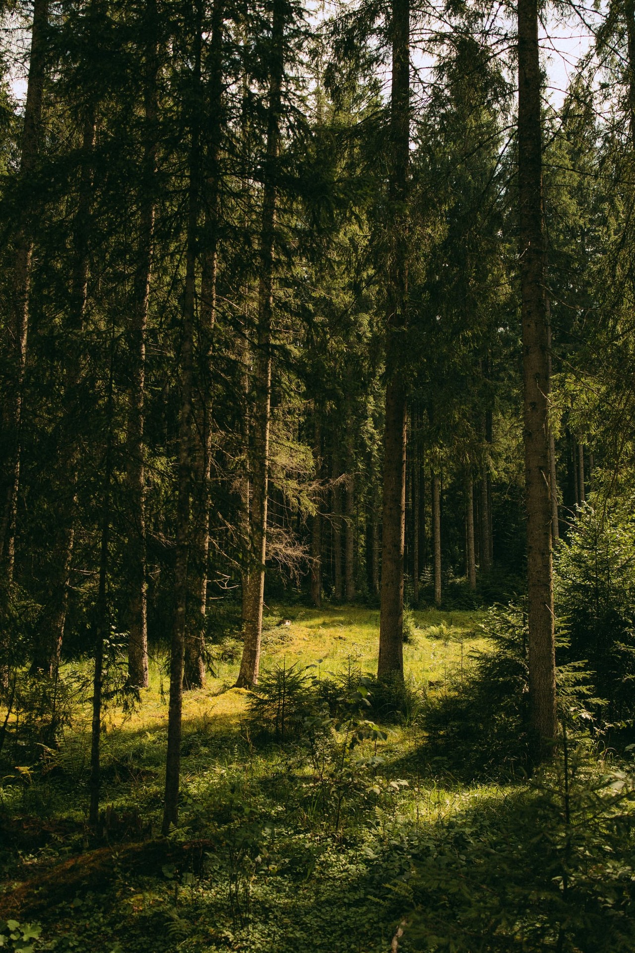 обои grove, Wilderness