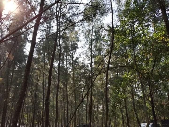 forest