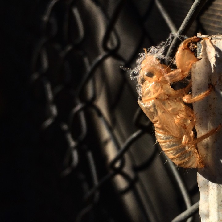 bee #