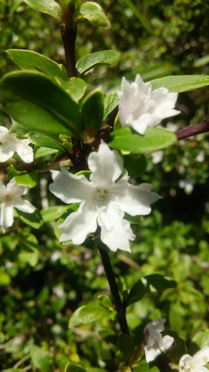flower