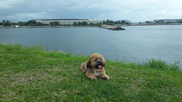my dog