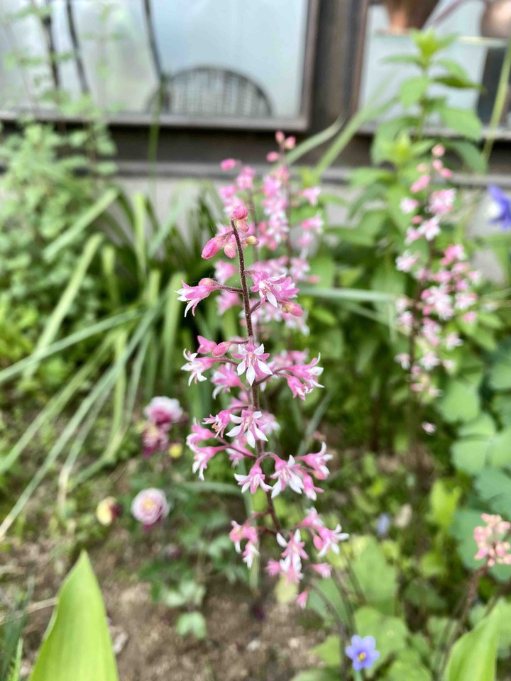 flower4