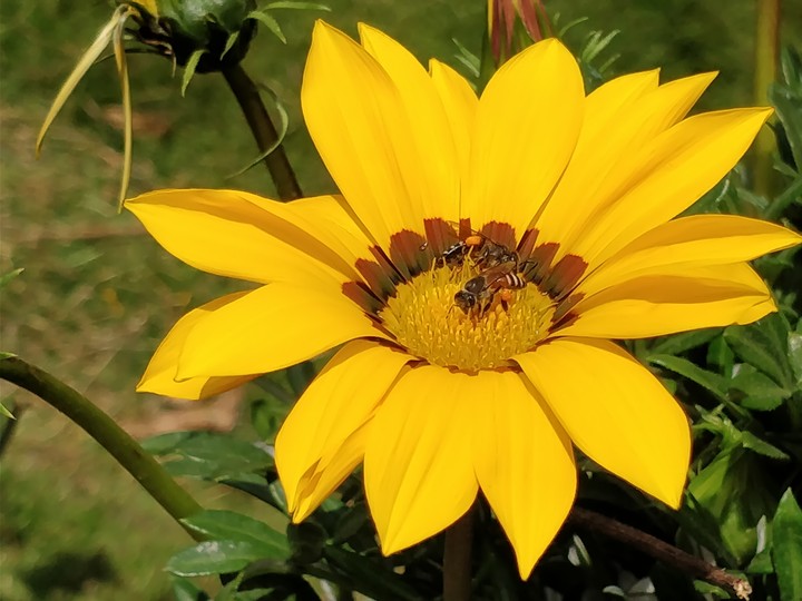 sunflower