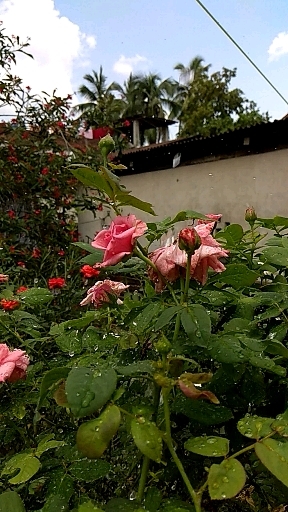 ❤️It was a Rainy day and my camera was on❤️