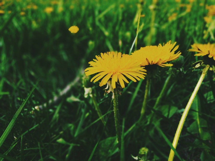 flowers
