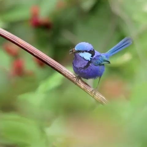 bird