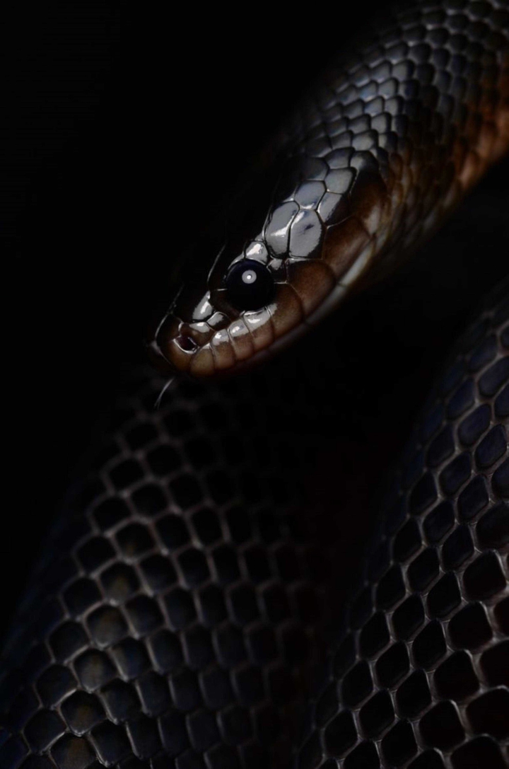 Snakes