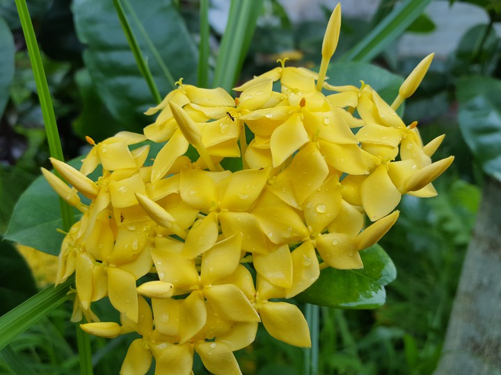 flowers