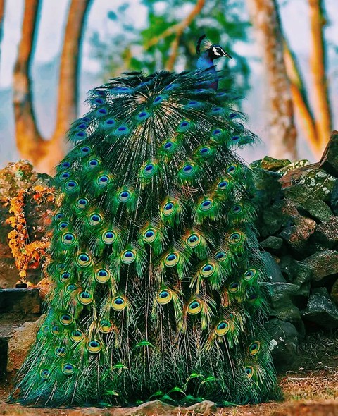 Peacock ❤