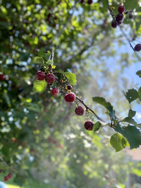 Cherries