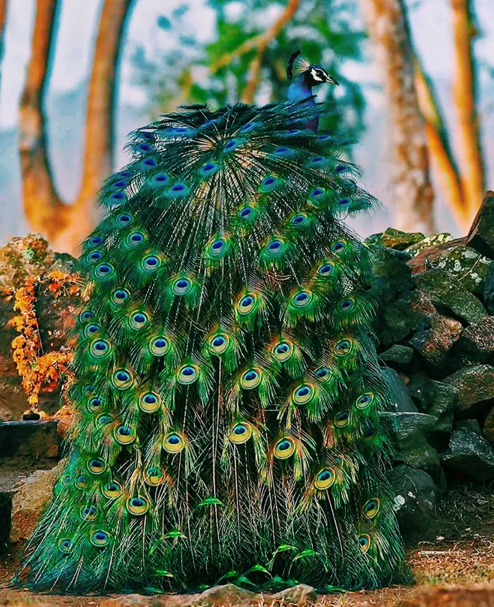 Peacock  ❤