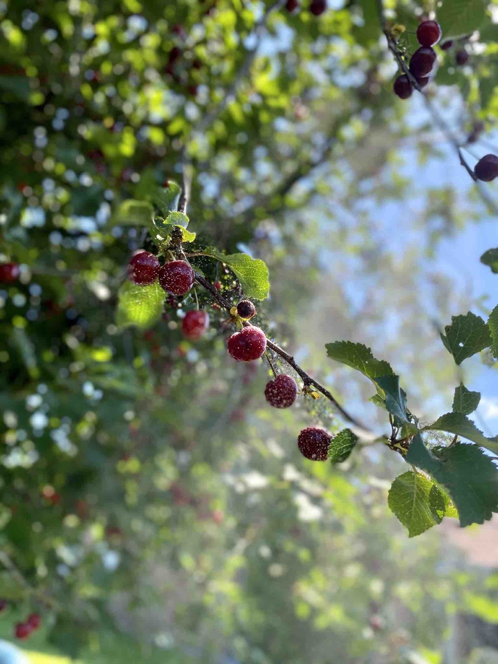 Cherries