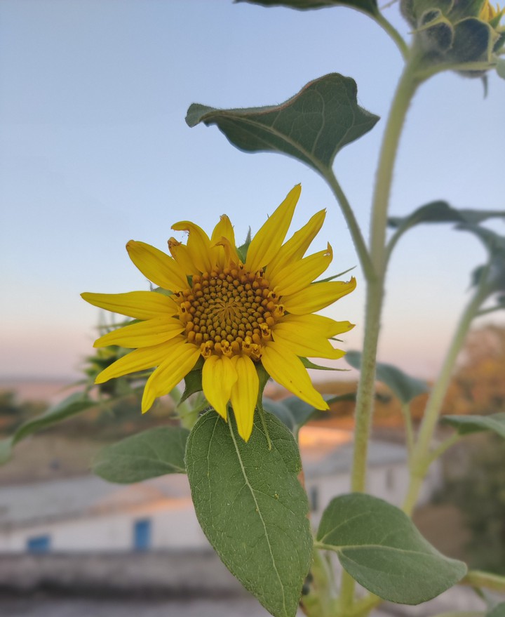 Mini Sunflower