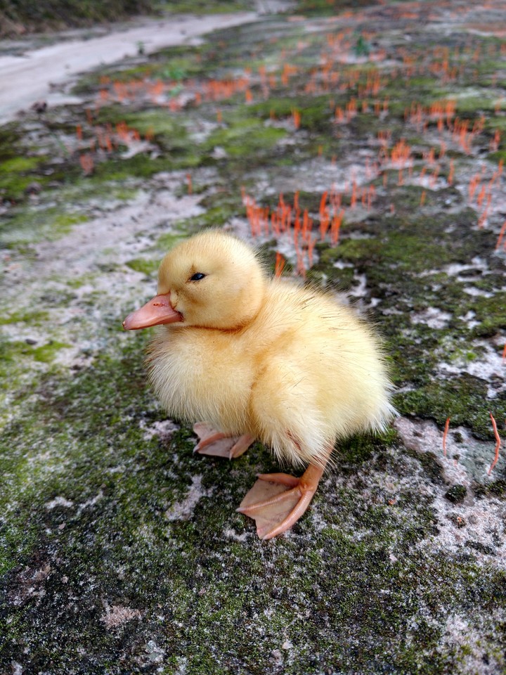 Pato